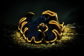   Marine flatworm  